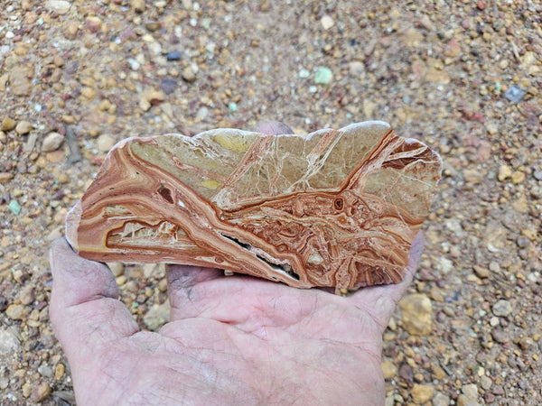 Polished fossil Oncolite slab. ONC117