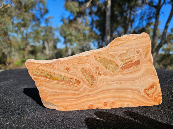 Polished fossil Oncolite . ONC118
