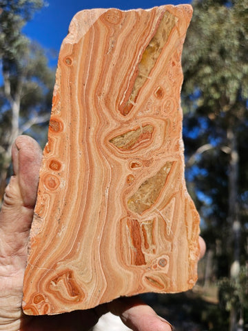 Polished fossil Oncolite . ONC118