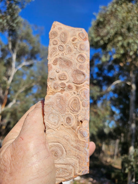 Polished fossil Oncolite . ONC118