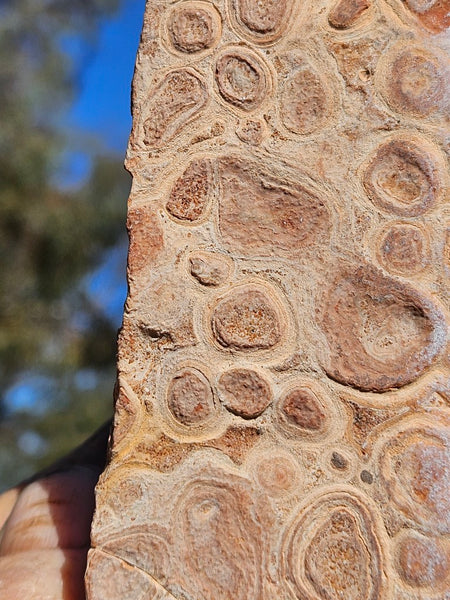Polished fossil Oncolite . ONC118