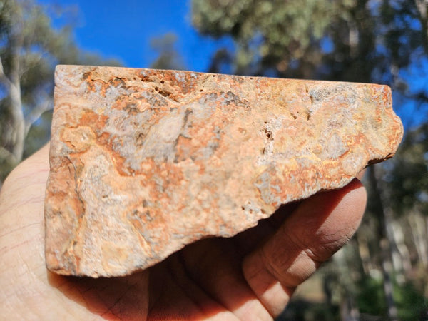 Polished fossil Oncolite . ONC118