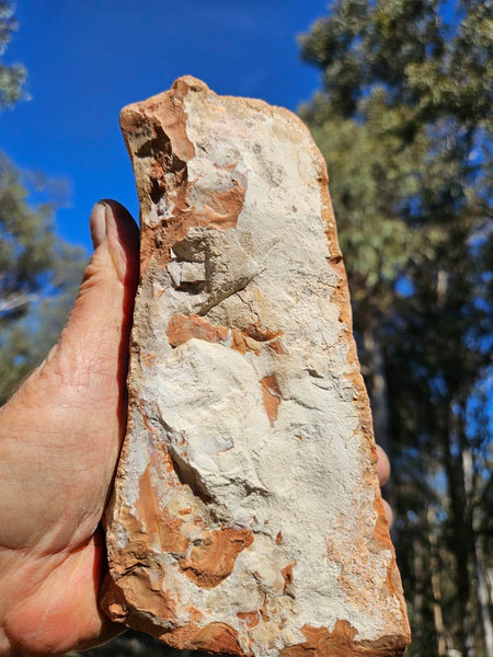 Polished fossil Oncolite . ONC118