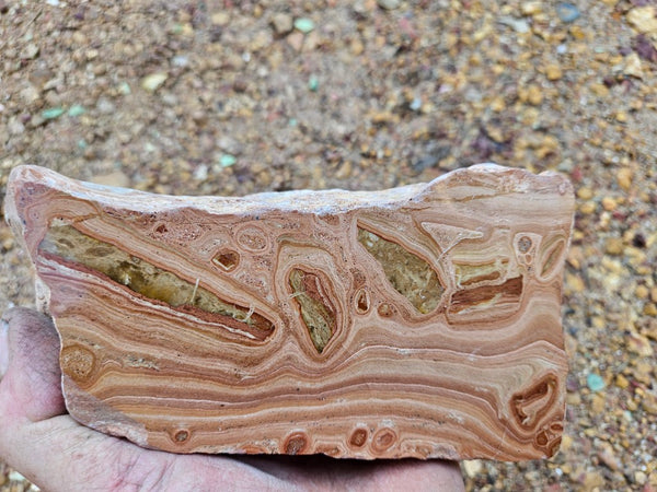 Polished fossil Oncolite . ONC118