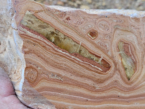 Polished fossil Oncolite . ONC118