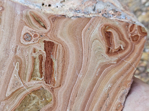 Polished fossil Oncolite . ONC118