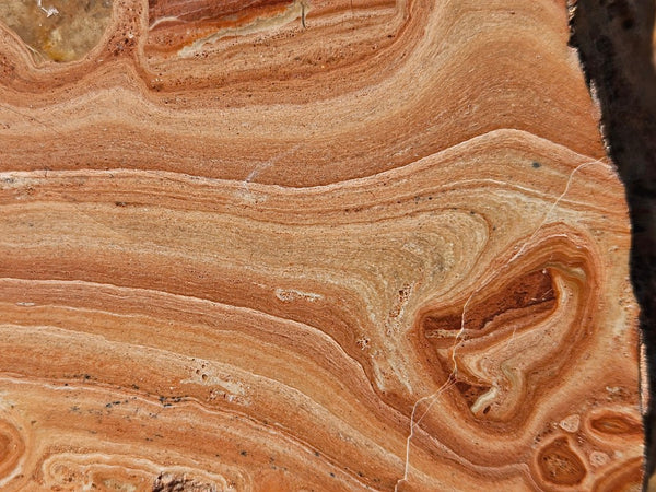 Polished fossil Oncolite . ONC118