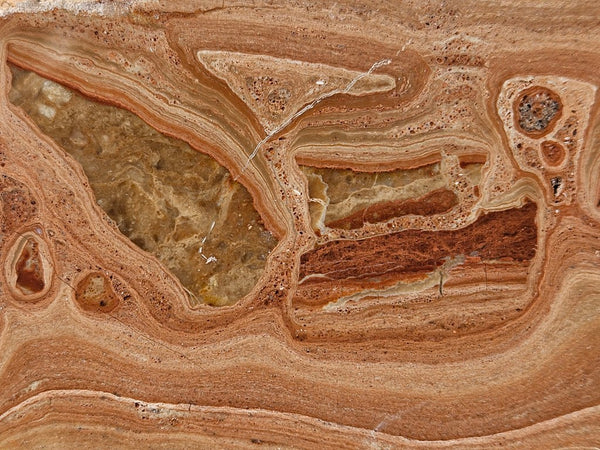Polished fossil Oncolite . ONC118