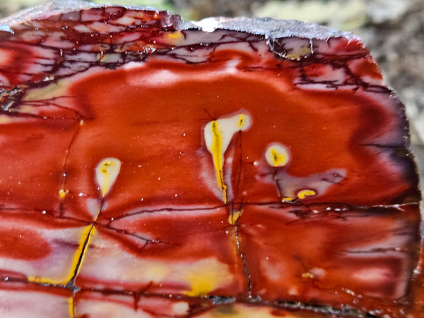 Polished  Mookaite slab MK562