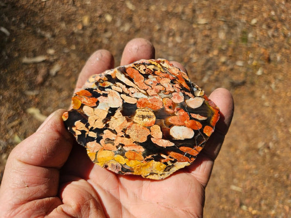 Polished Peanut Wood  PW356