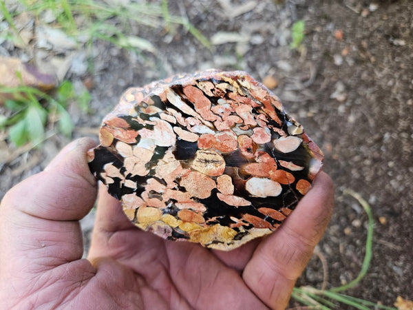 Polished Peanut Wood  PW356