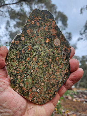 Polished Rhyolite slab SR101