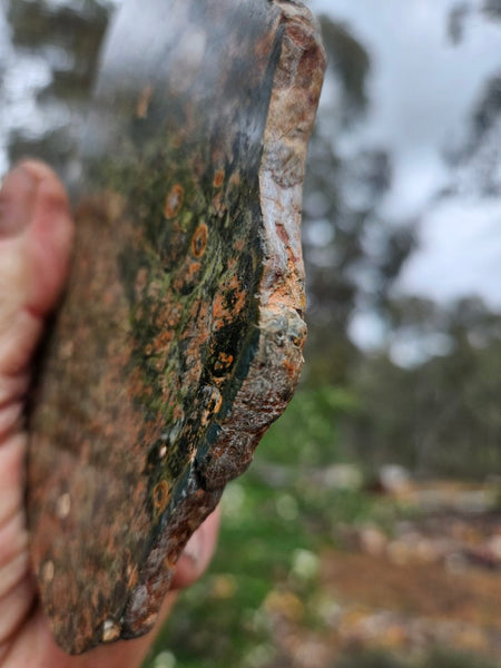 Polished Rhyolite slab SR101