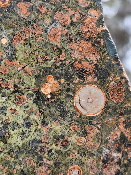 Polished Rhyolite slab SR101