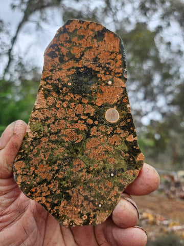 Polished Rhyolite slab SR104