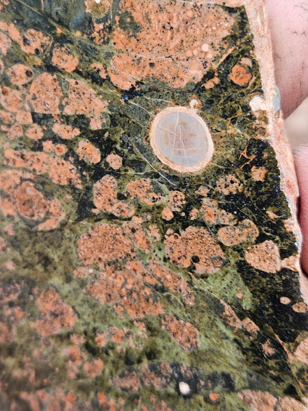 Polished Rhyolite slab SR104