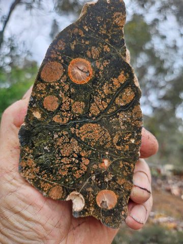 Polished Rhyolite SR105