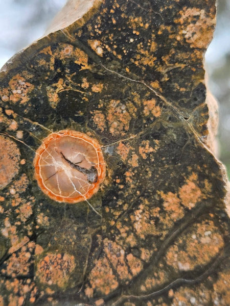 Polished Rhyolite SR105