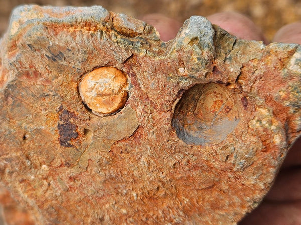 Polished Rhyolite SR105