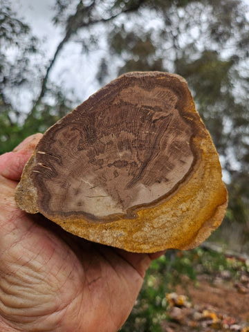 Polished Petrified Wood PET103