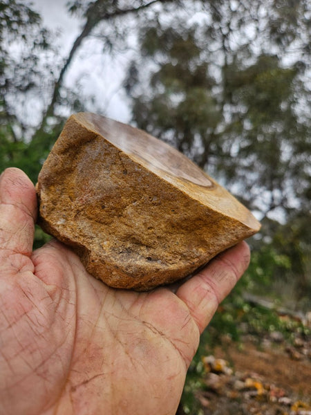 Polished Petrified Wood PET103