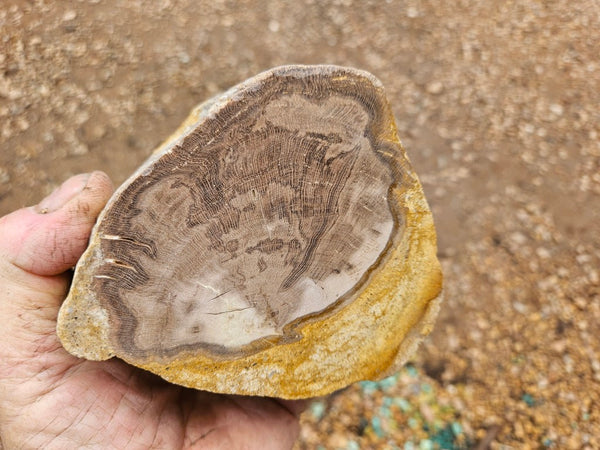 Polished Petrified Wood PET103