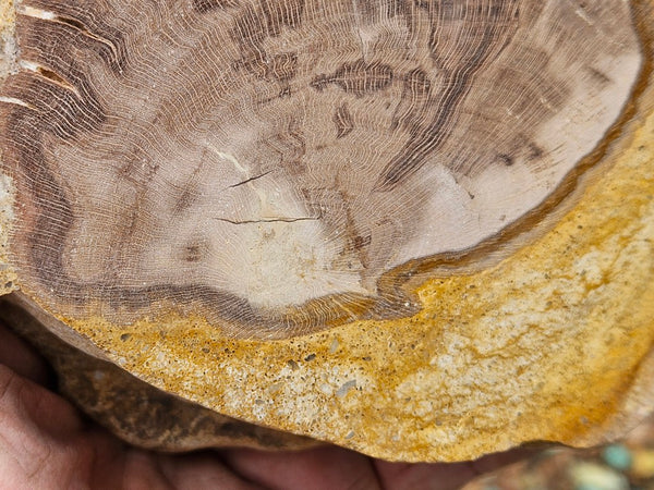 Polished Petrified Wood PET103