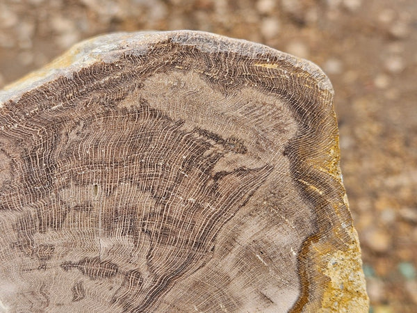 Polished Petrified Wood PET103