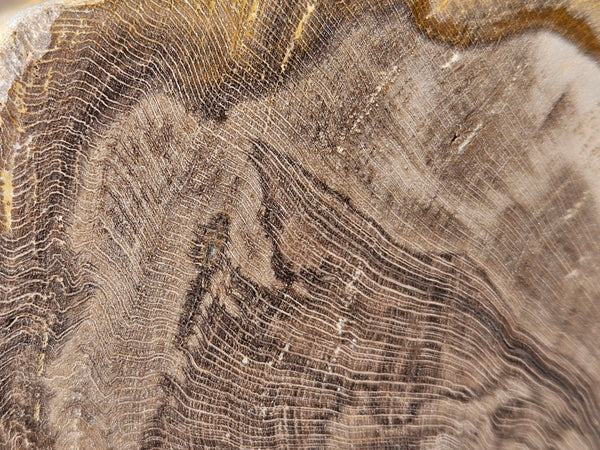 Polished Petrified Wood PET103