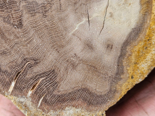 Polished Petrified Wood PET103