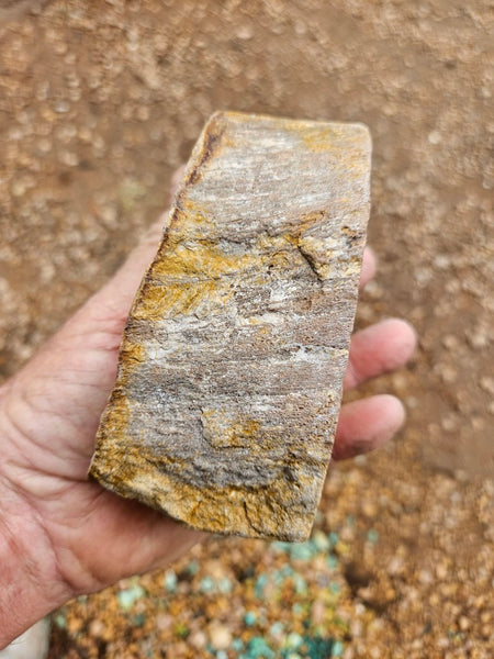 Polished Petrified Wood PET103