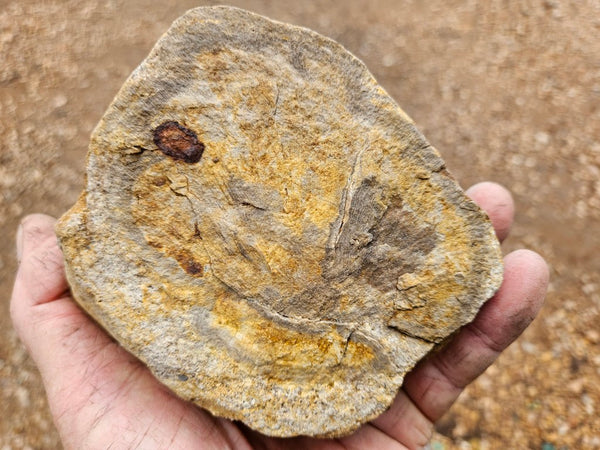 Polished Petrified Wood PET103