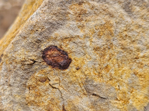 Polished Petrified Wood PET103