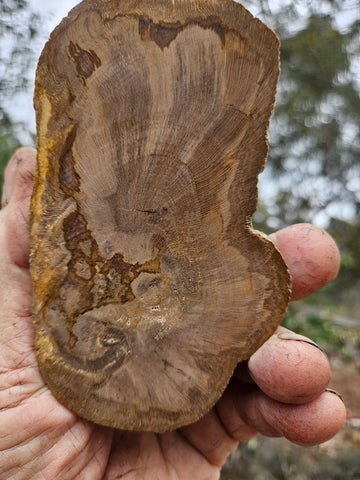 Polished Petrified Wood slab PET102