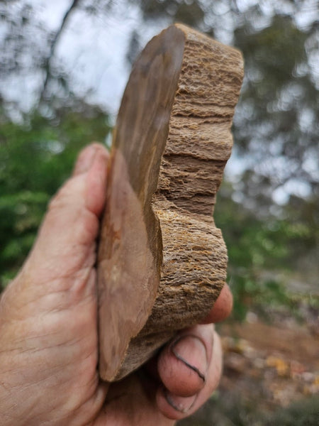 Polished Petrified Wood slab PET102
