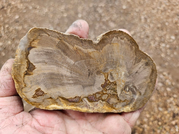 Polished Petrified Wood slab PET102