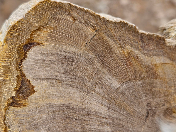Polished Petrified Wood slab PET102