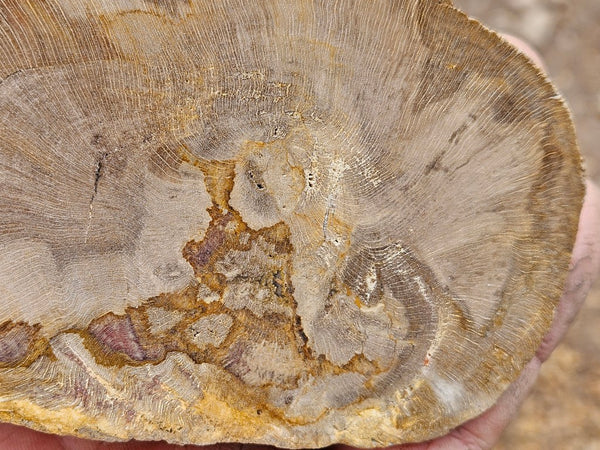 Polished Petrified Wood slab PET102
