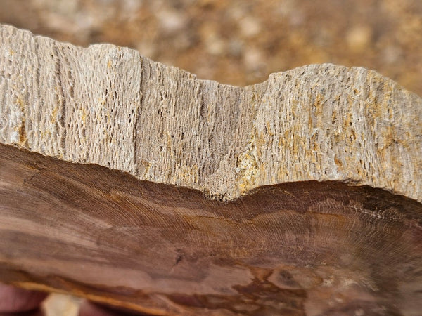 Polished Petrified Wood slab PET102