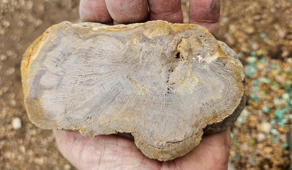 Polished Petrified Wood slab PET102