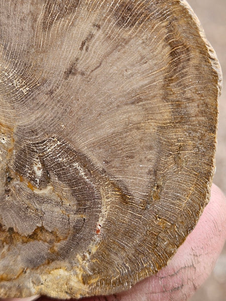 Polished Petrified Wood slab PET102