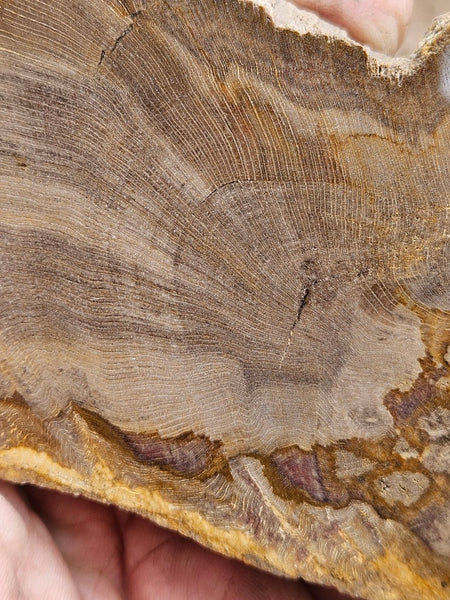Polished Petrified Wood slab PET102