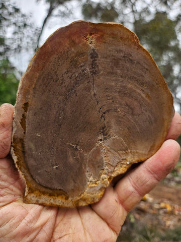 Polished Petrified Wood slab PET104