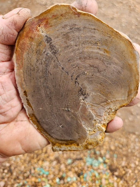 Polished Petrified Wood slab PET104