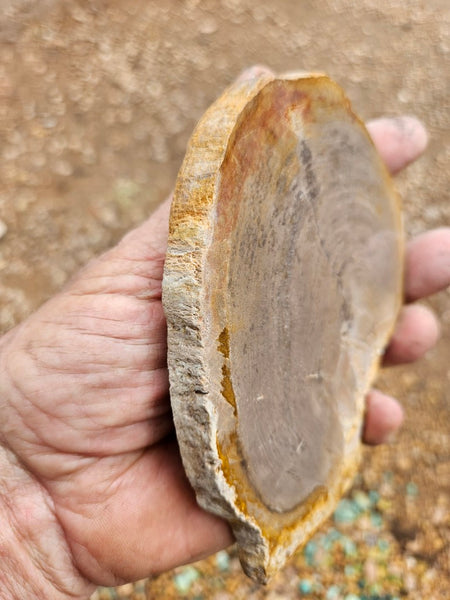Polished Petrified Wood slab PET104