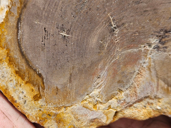 Polished Petrified Wood slab PET104