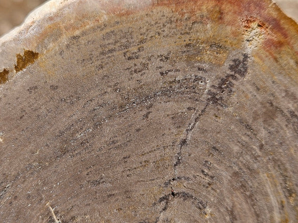 Polished Petrified Wood slab PET104