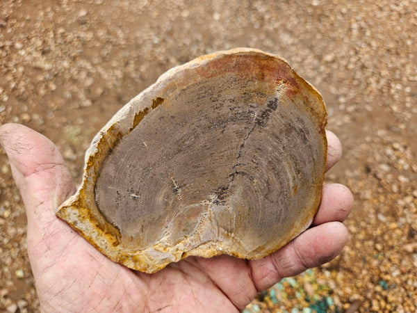Polished Petrified Wood slab PET104