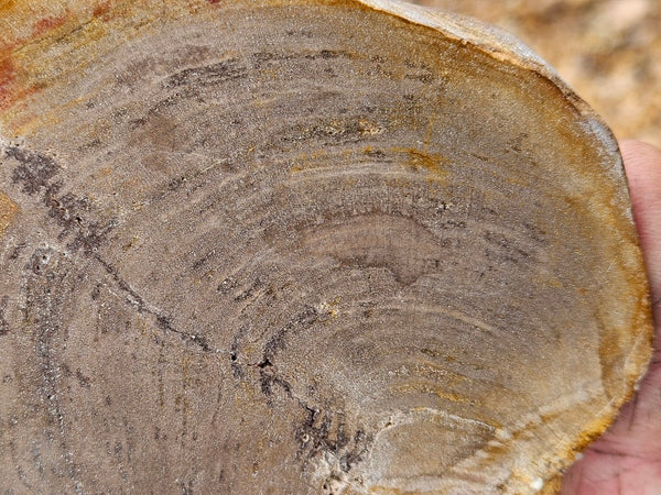 Polished Petrified Wood slab PET104
