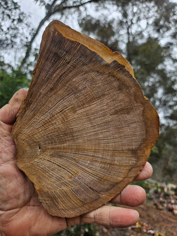 Polished Petrified Wood slab PET105